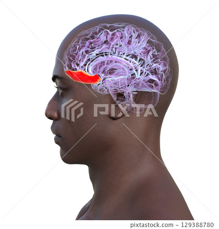 Gyrus rectus of human brain, 3D illustration 129388780