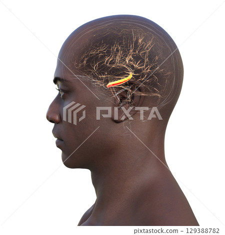 Human brain with highlighted hippocampus, 3D illustration 129388782