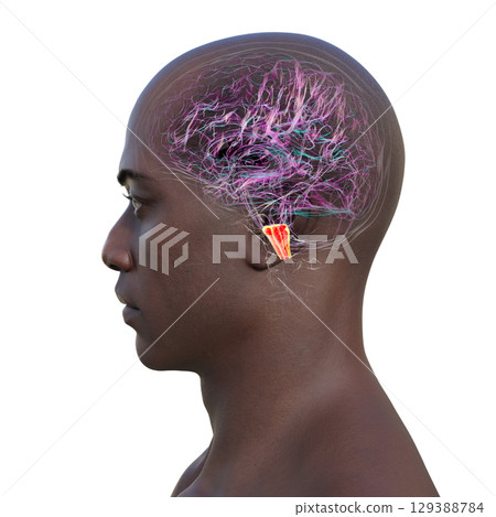 Medulla oblongata highlighted in human brain, illustration Medulla oblongata highlighted in human brain, illustration 129388784