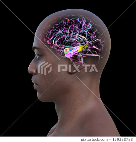Human brain mid-section with highlighted amygdala (red), hippocampus (blue), parahippocampal gyrus and associated cortices: perirhinal (green), entorhinal (purple), parahippocampal (yellow). Human brain mid-section with highlighted amygdala (red), hippocampus (blue), parahippocampal gyrus and associated cortices: perirhinal (green), entorhinal (purple), parahippocampal (yellow). 129388788