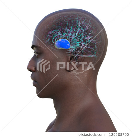 Human brain with highlighted putamen, 3D illustration 129388790