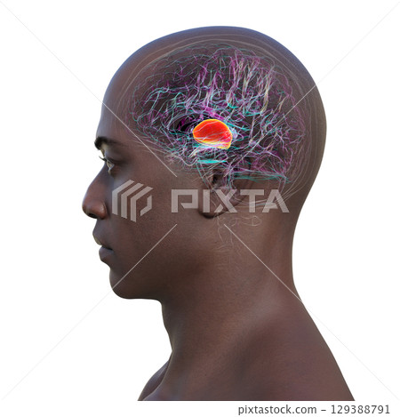 Thalamus of human brain, 3D illustration 129388791