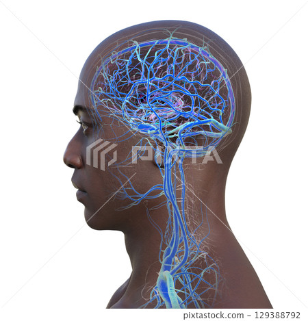 Brain veins, 3D illustration 129388792