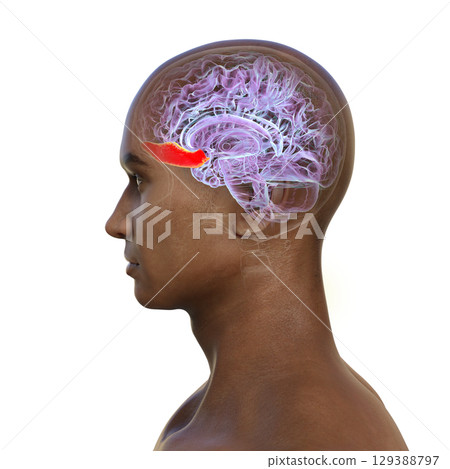 Gyrus rectus of human brain, 3D illustration 129388797
