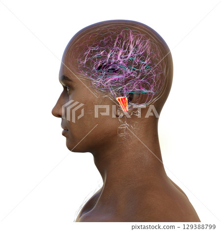 Medulla oblongata highlighted in human brain, illustration Medulla oblongata highlighted in human brain, illustration 129388799