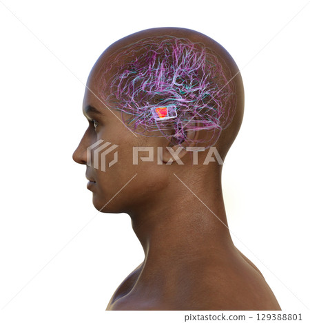 Human brain with highlighted substantia nigra, 3D illustration. 129388801