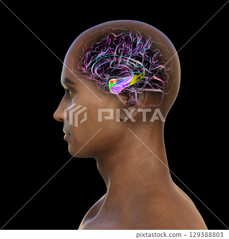 Human brain mid-section with highlighted amygdala (red), hippocampus (blue), parahippocampal gyrus and associated cortices: perirhinal (green), entorhinal (purple), parahippocampal (yellow). Human brain mid-section with highlighted amygdala (red), hippocampus (blue), parahippocampal gyrus and associated cortices: perirhinal (green), entorhinal (purple), parahippocampal (yellow). 129388803