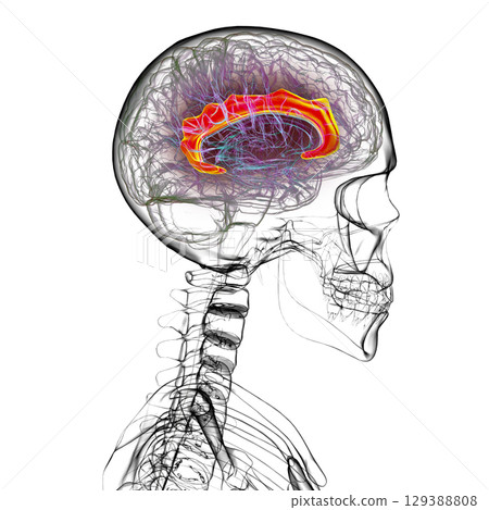 Human brain highlighting the cingulate gyrus, 3D illustration Human brain highlighting the cingulate gyrus, 3D illustration 129388808