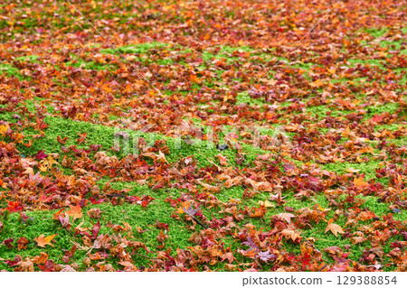 大原三千院 雄威庭園：落葉與青苔交相輝映的美景（京都府京都市左京區） 129388854