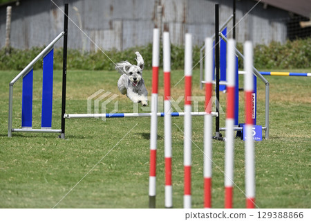 雪納瑞享受敏捷性，狗敏捷性，狗學校，狗運動 129388866