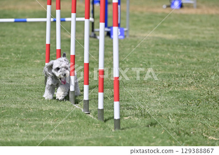 微笑雪納瑞犬跑障礙滑雪犬敏捷犬學校犬運動 129388867