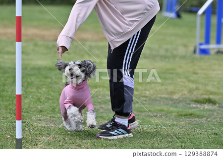 女人和雪納瑞犬在訓練、狗狗敏捷、狗狗運動、狗狗學校 129388874