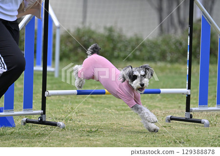 Jumping Schnauzer and Handler Dog Agility Dog School Dog Sports Jumping Schnauzer and Handler Dog Agility Dog School Dog Sports 129388878