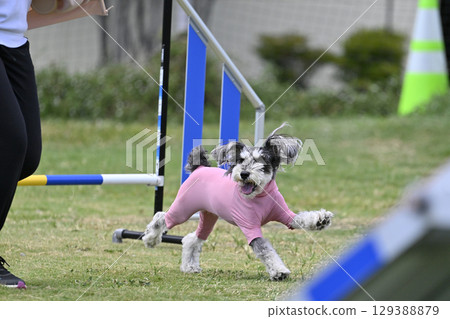 Schnauzer Watching Handlers Dog Agility Dog School Dog Sports 129388879
