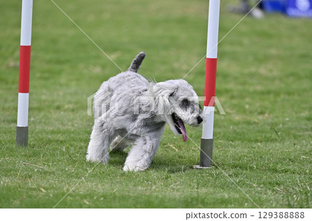 雪納瑞障礙滑雪、犬隻敏捷性、狗學校、犬類運動 129388888