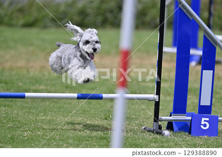 雪納瑞跳躍，狗敏捷性，狗學校，狗運動 129388890