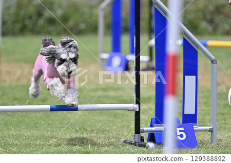 雪納瑞的飛躍！狗狗敏捷訓練，狗狗學校，狗狗運動 129388892