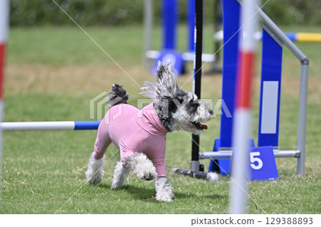 迷你雪納瑞，狗敏捷性，狗學校，狗運動 129388893