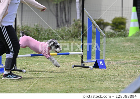 訓犬師給予指示和雪納瑞犬敏捷性犬學校犬運動 129388894