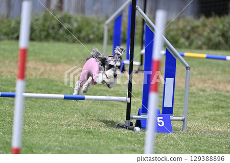 雪納瑞強大的跳躍能力 狗狗的敏捷性 狗狗的學校 狗狗的運動 129388896