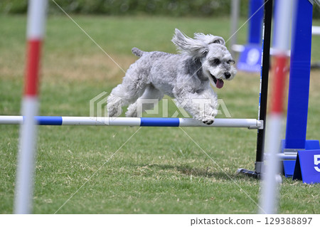 雪納瑞的活力跳躍 狗狗的敏捷性 狗狗的學校 狗狗的運動 129388897