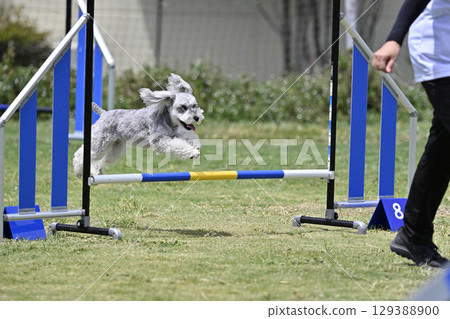 Jumping Schnauzer and Handler Dog Agility Dog School Dog Sports 129388900