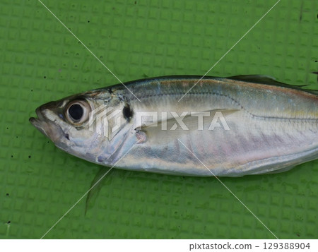 I caught a horse mackerel I caught a horse mackerel 129388904