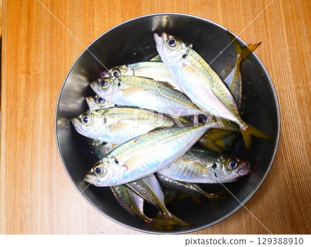 I caught a horse mackerel 129388910