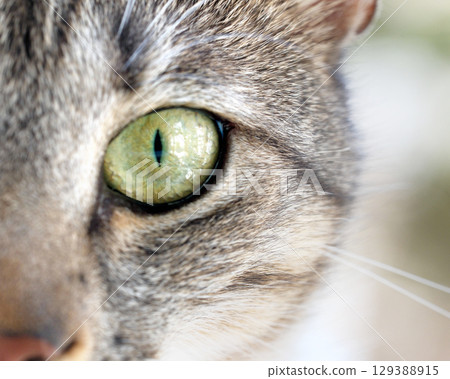 Macro close-up of a Domestic Shorthair cat relaxing at home. Macro close-up of a Domestic Shorthair cat relaxing at home. 129388915