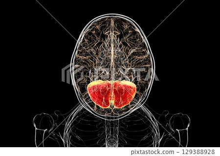 Human brain with highlighted cerebellum, 3D illustration Human brain with highlighted cerebellum, 3D illustration 129388928