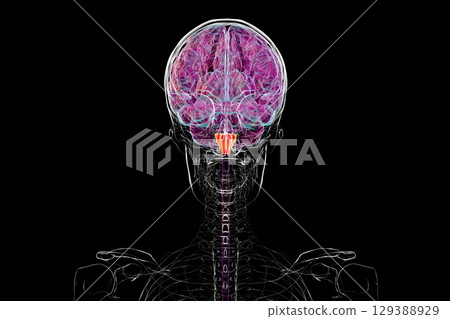 Medulla oblongata highlighted in human brain, illustration Medulla oblongata highlighted in human brain, illustration 129388929