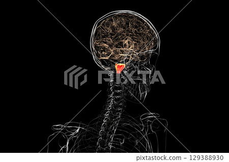Medulla oblongata highlighted in human brain, illustration Medulla oblongata highlighted in human brain, illustration 129388930