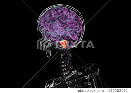 Medulla oblongata highlighted in human brain, illustration Medulla oblongata highlighted in human brain, illustration 129388931