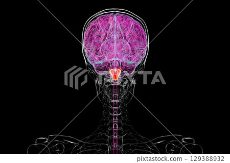 Medulla oblongata highlighted in human brain, illustration Medulla oblongata highlighted in human brain, illustration 129388932