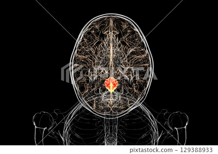 Medulla oblongata highlighted in human brain, illustration Medulla oblongata highlighted in human brain, illustration 129388933