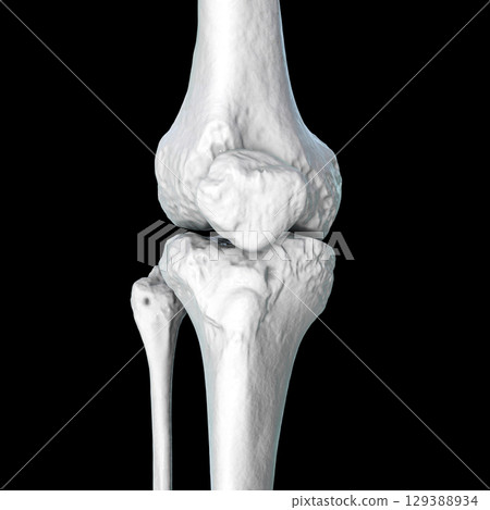 Knee joint bones anatomy, 3D illustration 129388934