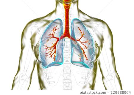 Anatomy of human respiratory system, illustration 129388964