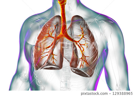Anatomy of human respiratory system, illustration 129388965