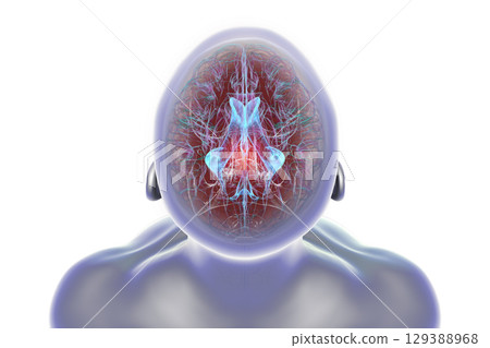 Cerebral aqueduct and ventricles, 3D illustration Cerebral aqueduct and ventricles, 3D illustration 129388968
