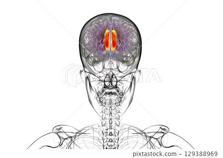 Human brain highlighting the cingulate gyrus, 3D illustration Human brain highlighting the cingulate gyrus, 3D illustration 129388969