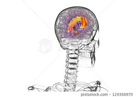Human brain highlighting the cingulate gyrus, 3D illustration 129388970