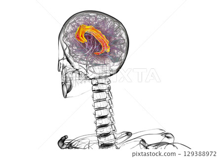 Human brain highlighting the cingulate gyrus, 3D illustration 129388972