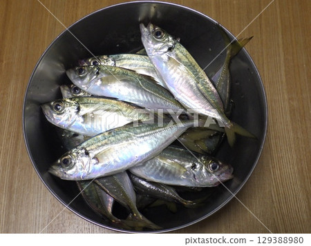 I caught a horse mackerel 129388980