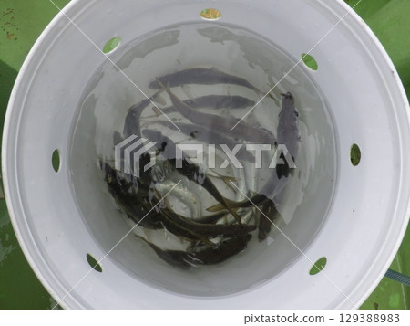 I caught a horse mackerel 129388983