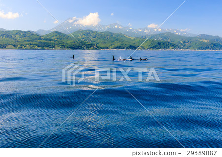知床的壯麗自然風光與野生虎鯨 129389087
