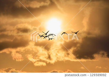 Silhouettes of waterfowl flying in a golden sky Silhouettes of waterfowl flying in a golden sky 129389092
