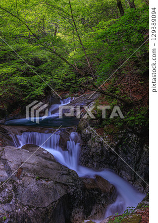 The clear stream of Nishizawa Valley surrounded by fresh greenery The clear stream of Nishizawa Valley surrounded by fresh greenery 129389094