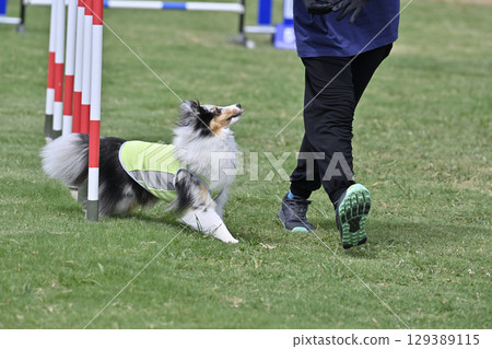 喜樂蒂牧羊犬眼神交流、犬類敏捷、狗學校、狗運動 129389115