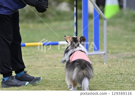 喜樂蒂牧羊犬眼神交流、犬類敏捷、狗學校、狗運動 喜樂蒂牧羊犬眼神交流、犬類敏捷、狗學校、狗運動 129389116