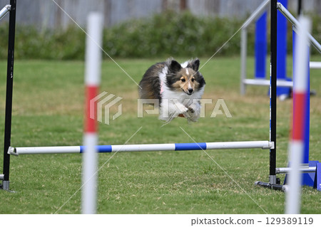 喜樂蒂牧羊犬敏捷性訓練犬運動的動態跳躍 喜樂蒂牧羊犬敏捷性訓練犬運動的動態跳躍 129389119
